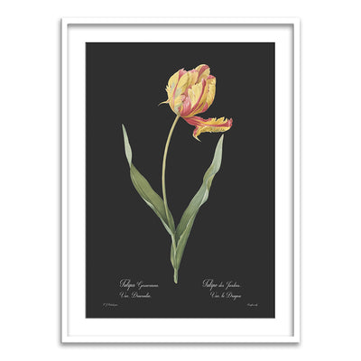 Tulipa gesneriana - Dark