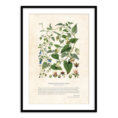 Himalayan Plants - Codonopsis gracilis, Javanica, Inflata