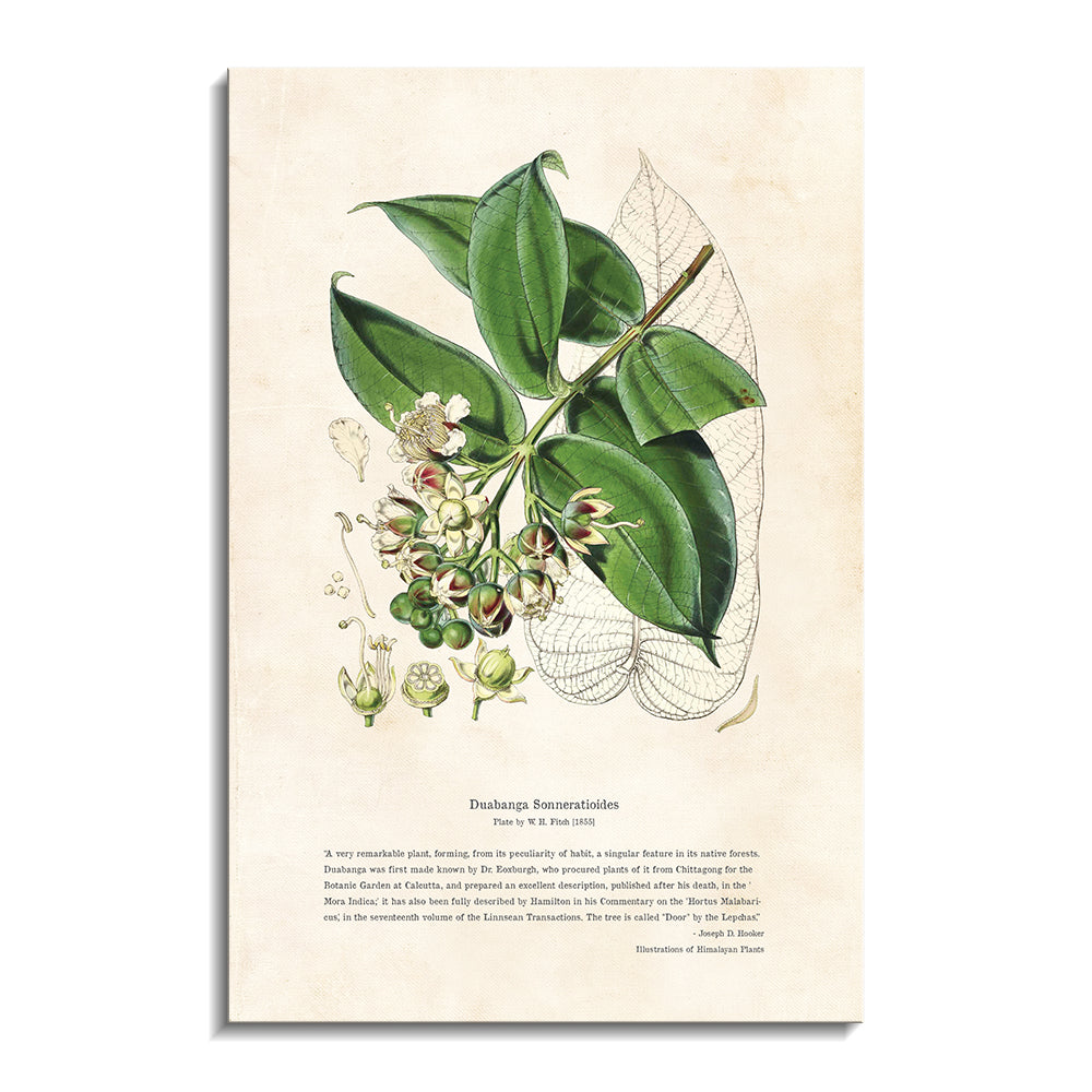 Himalayan Plants - Duabanga sonneratioides