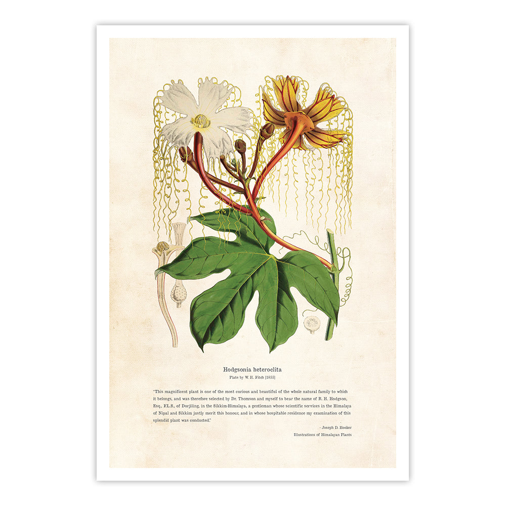 Himalayan Plants - Hodgsonia heteroclita