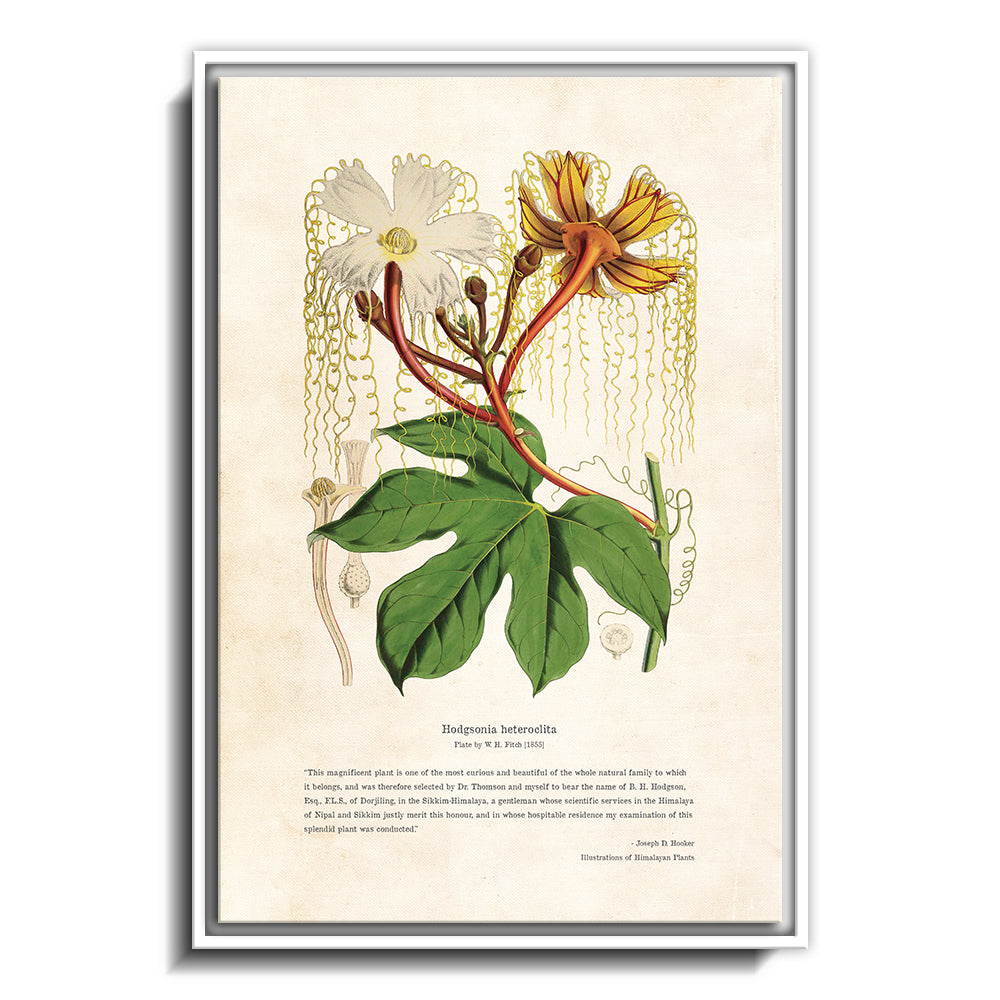 Himalayan Plants - Hodgsonia heteroclita