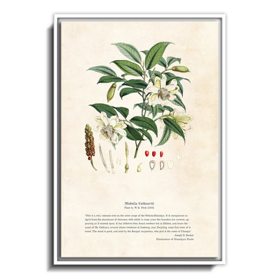 Himalayan Plants - Michella cathcartii