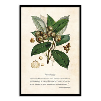 Himalayan Plants - Quercus lamellosa