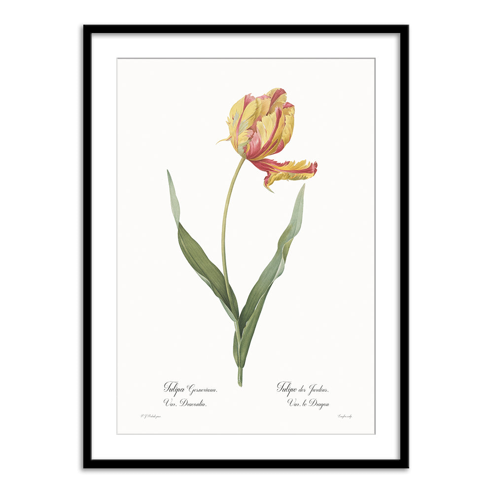 Tulipa gesneriana