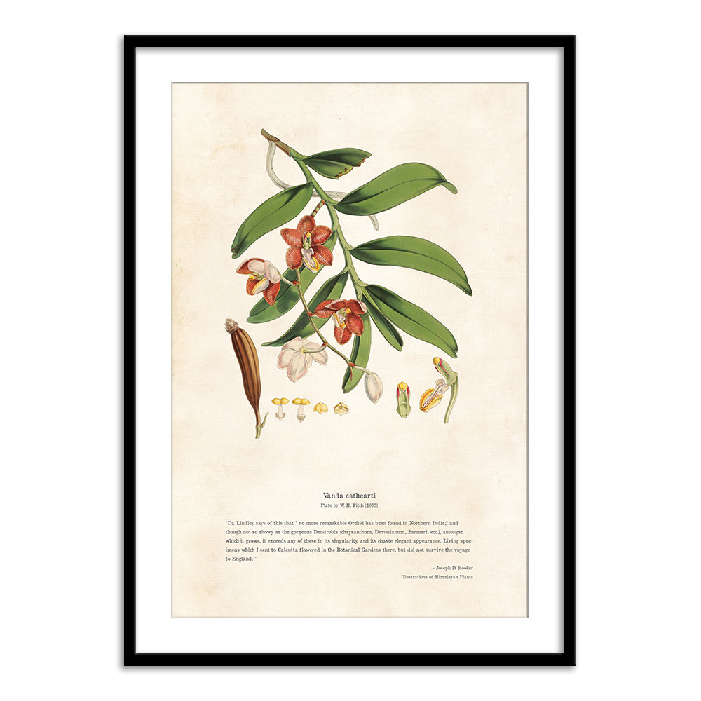 Himalayan Plants - Vanda cathcarti