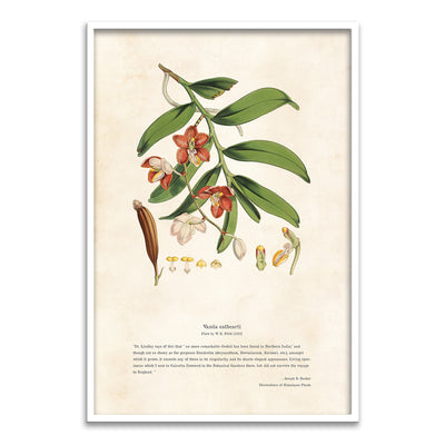 Himalayan Plants - Vanda cathcarti